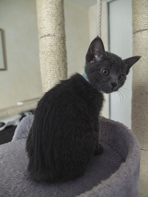 Chaton Korat 2015