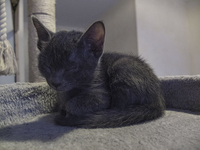 Chaton Korat 2015