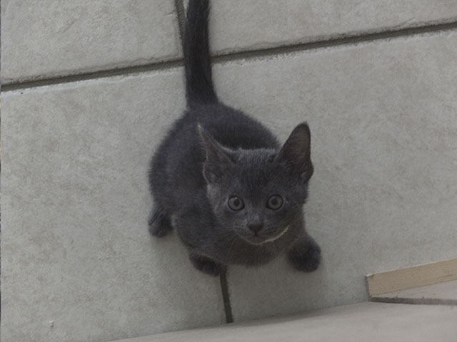 Chaton Korat 2015