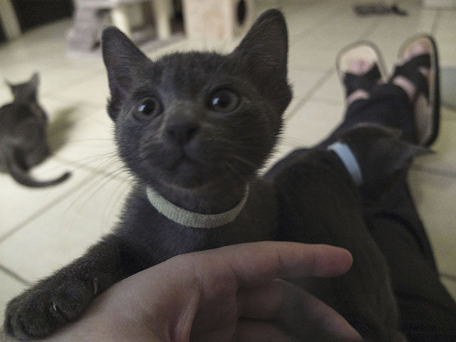 Chaton Korat 2015