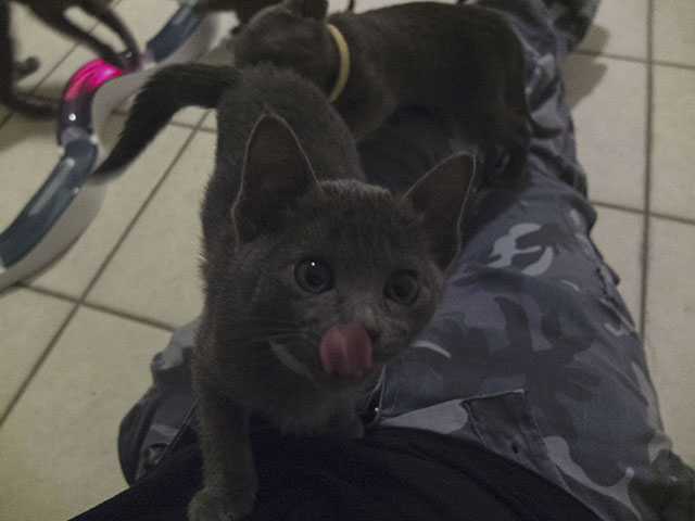 Chaton Korat 2015