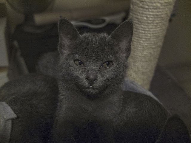 Chaton Korat 2015