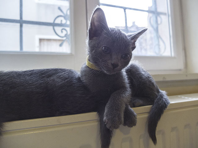 Chaton Korat 2015
