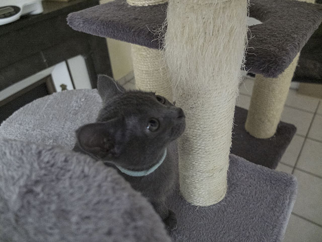 Chaton Korat 2015