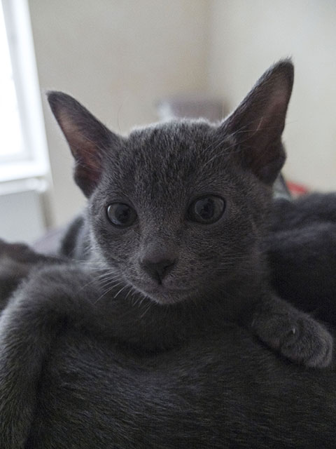 Chaton Korat 2015