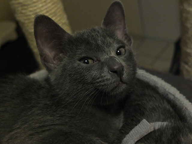 Chaton Korat 2015