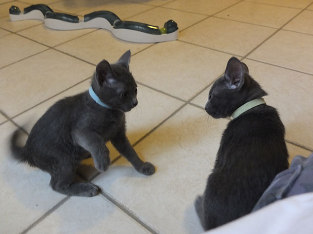 Chaton Korat 2015