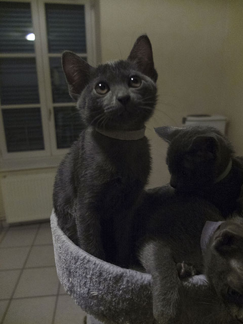 Chaton Korat 2015