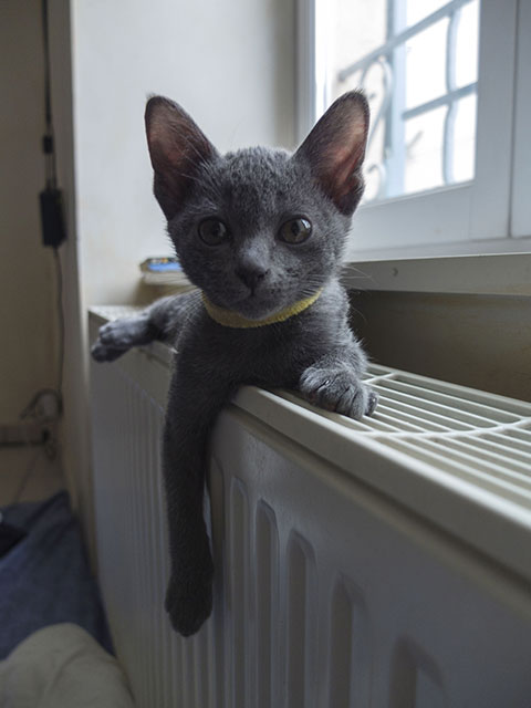 Chaton Korat 2015