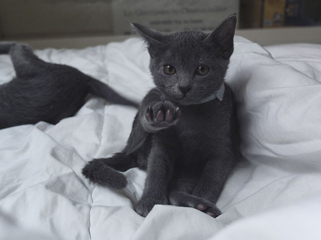Chaton Korat 2015
