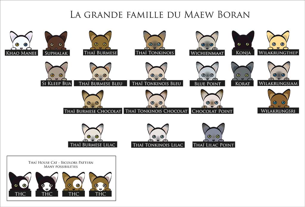 Description des différentes familles de chat au sein du Maew Boran